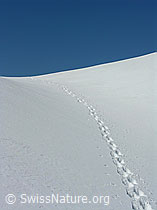 F022252: Spuren im Schnee