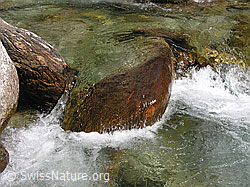 F022564: Klares Wasser in Bergbach