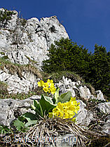 Foto: Primula auricula im Fels