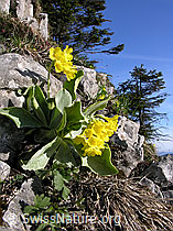 Foto: Primula auricula