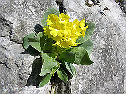 Foto: Flühblümchen in Felsspalte