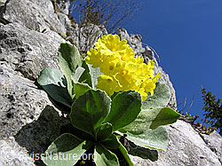 Foto: Flühblümchen