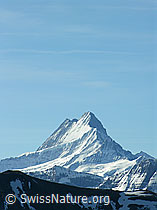 F022808: Lauteraarhorn und Schreckhorn