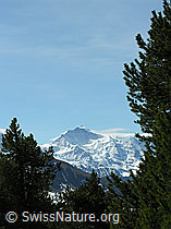 F022865: Jungfrau und Föhren