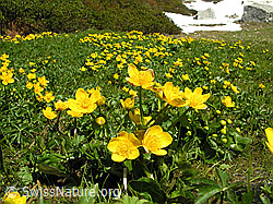 Foto: Wiese mit Sumpf-Dotterblumen
