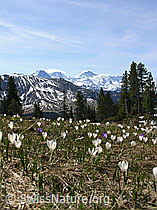 Foto: Frühlins-Krokusse