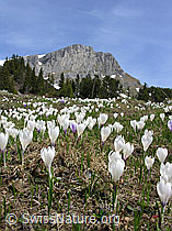 F022920: Wiese mit Frühlings-Krokussen