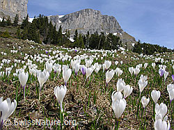 F022922: Zahlreiche Frühlings-Krokusse