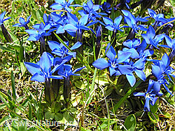 Photo: Gruppe Frühlings-Enzian