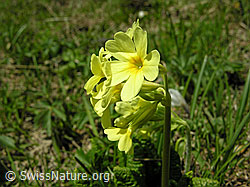 Photo: Wald-Schlüsselblume, Blüte