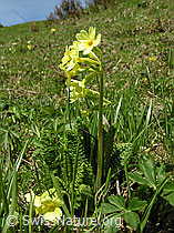 F022949: Wald-Schlüsselblume