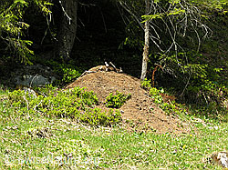 F022963: Ameisenhaufen