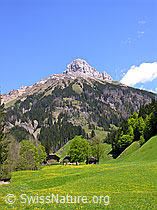 F022975: Löwenzahnwiese im Kemmeriboden und Schibengütsch