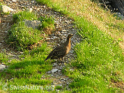 Photo: Black grouse, Switzerland