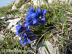 Photo: Culsius Enzian, Gruppe