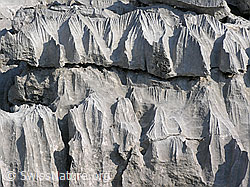 F023106: Karrenfeld an den Sieben Hengsten (Ausschnitt)