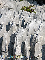 F023109: Kalkgestein an den Sieben Hengsten