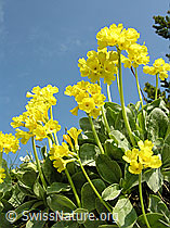 Foto: Gruppe Flühblümchen