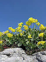 Foto: Flühblümchen auf Fels