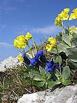 Foto: Flühblümchen und Clusius
