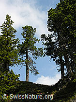 F023168: Lichter Föhrenwald im Seefeld