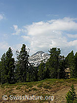F023169: Seefeld: Lichter Föhrenwald und Gemmenalphorn