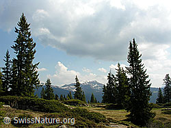 F023175: Seefeld: Lichter Wald und Steinigi Matte
