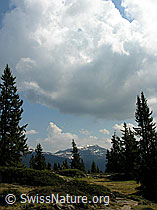 F023176: Seefeld: Steinigi Matte und lichter Wald