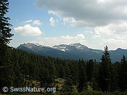F023179: Seefeld: Wald und Steinigi Matte