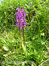 Foto: Männliches Knabenkraut