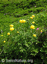 Foto: Ankebälli, ganze Pflanzen