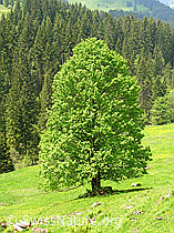 F023211: Grosser Berg-Ahorn bei Trüschhübel