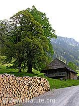 F023213: Aufgeschichtetes Rundholz