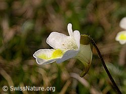 Foto: Alpen-Fettblatt, Blüte