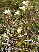 Foto: Alpen-Fettblatt