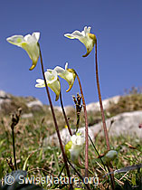 Foto: Alpen-Fettblatt