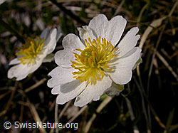 Foto: Alpen-Hahnenfuss, Blüte
