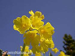 Foto: Flühblümchen, Blüten