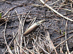 Photo: Metallglänzender Rindenschnellkäfer (Ctenicera pectinicornis)