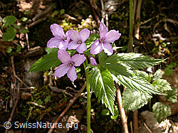 F023250: Fingerblättriger Zahnwurz (Cardamine pentaphyllos)