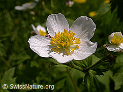 Foto: Eisenhutblättriger Hahnenfuss, Blüte