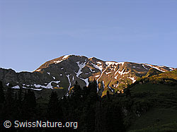 F023267: Rauflihon im Morgenlicht