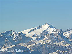F023291: Wildhorn vom Rauflihorn