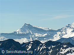 F023314: Steghorn vom Rauflihorn