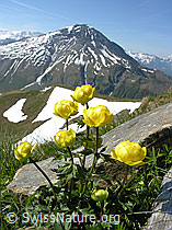 Foto: Ankebälli vor Albristhorn