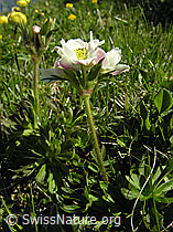 Photo: Anemone narcissiflora