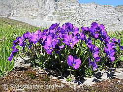 Foto: Langspornige Stiefmütterchen
