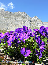 Foto: Langspornige Stiefmütterchen vor Felswand