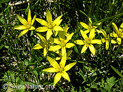 F023408: Röhrige Gelbsterne