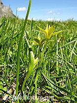 F023415: Röhriger Gelbstern